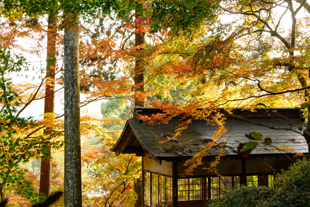 大興善寺の紅葉２０２２＃３