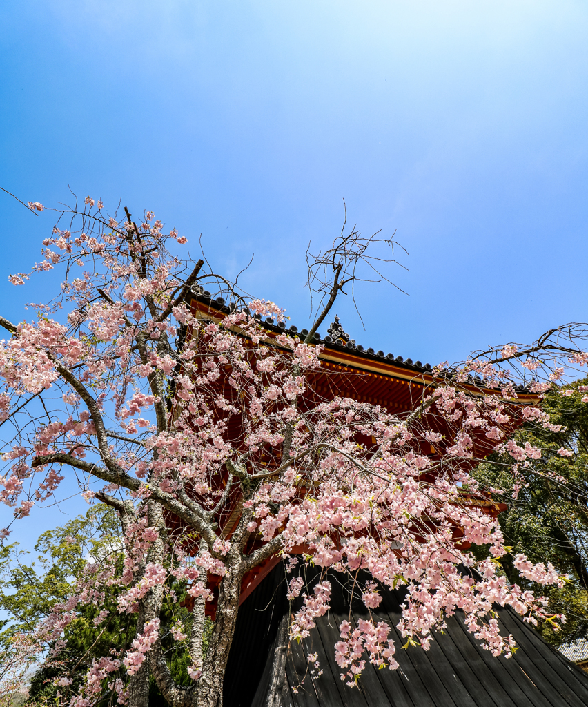 御室仁和寺 鐘楼