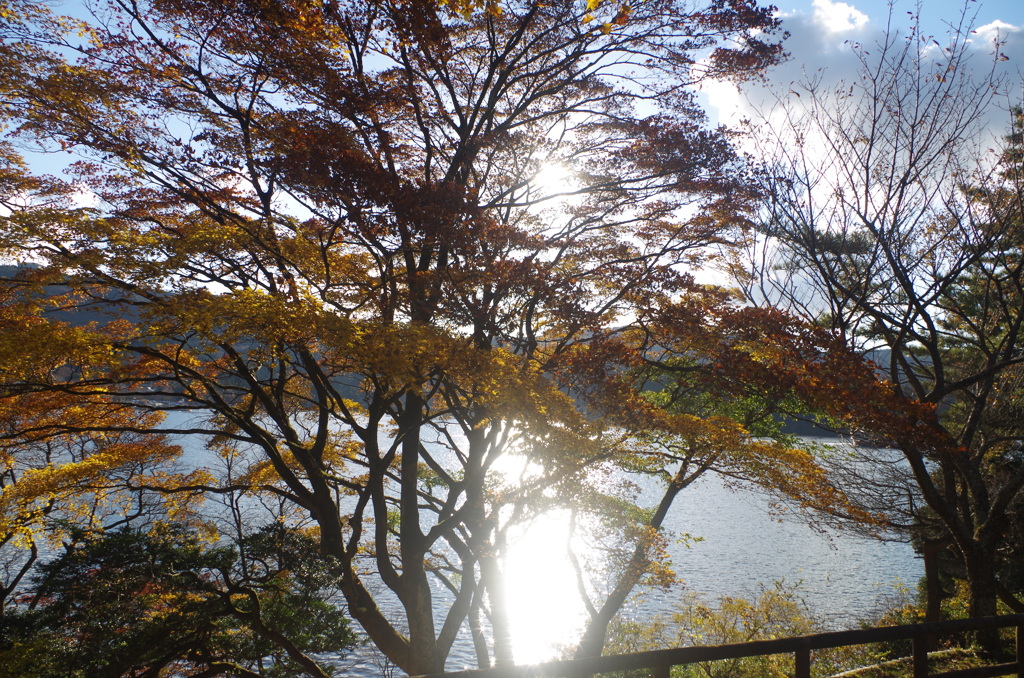 芦ノ湖の紅葉