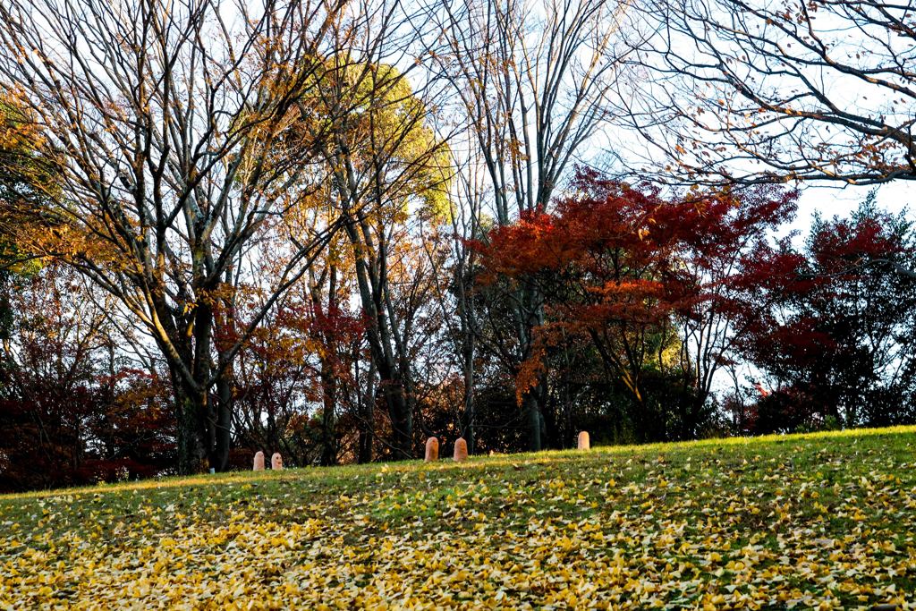 遅い久留米の紅葉５