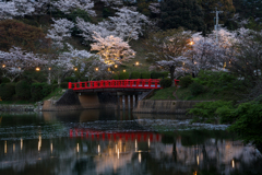 甘木公園の桜２０２０　その４