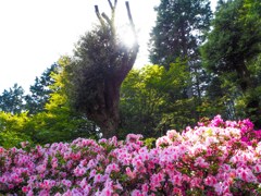 大興禅寺の春2018　７