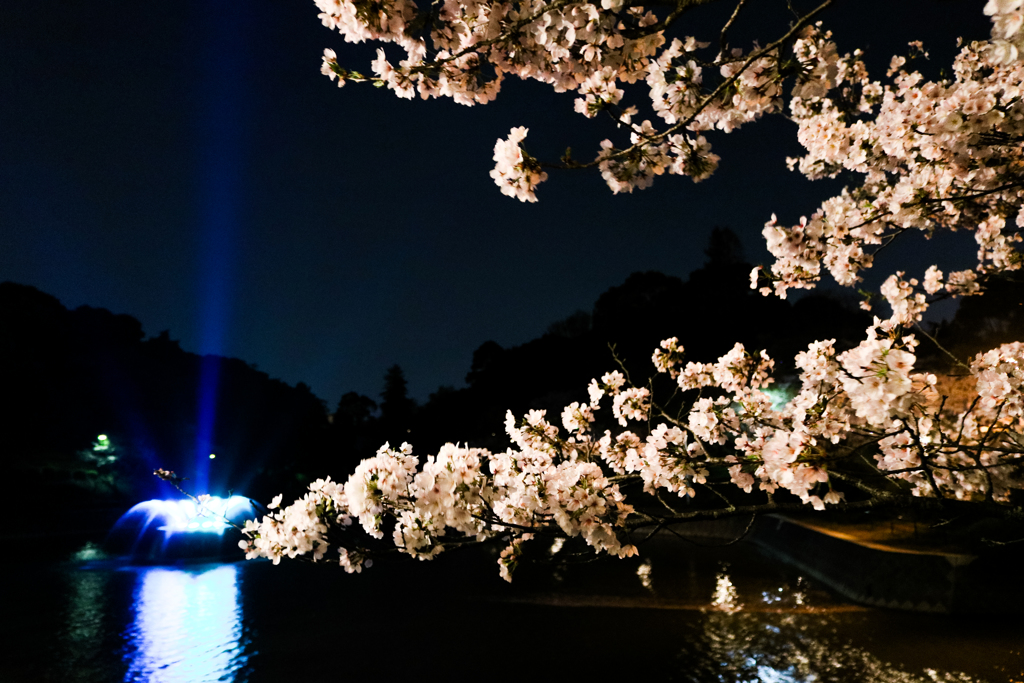 噴水と夜桜１