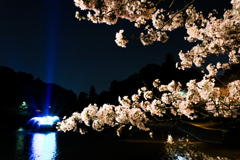 噴水と夜桜１