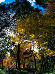 日が差し込んだ紅葉の林３
