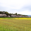 菜の花と桜