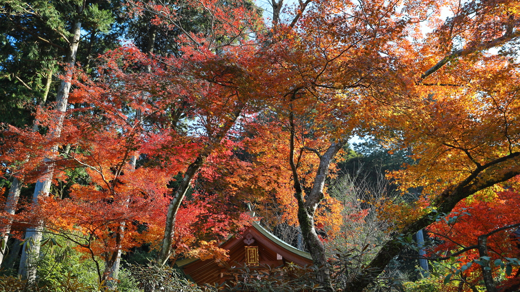 竈門神社の紅葉２０２１　その８