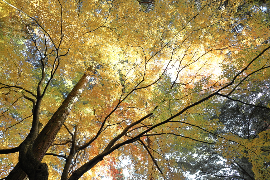 大興善寺の紅葉２０２１　その１０