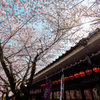 秋月の桜２０２２　その１