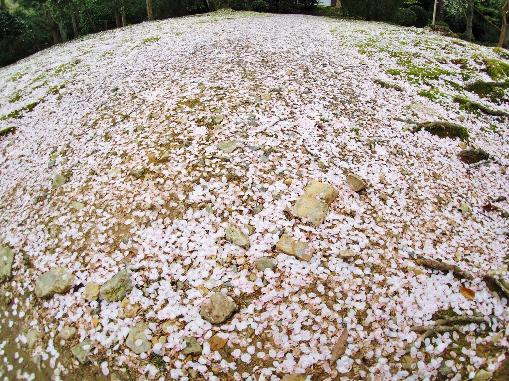 散った桜