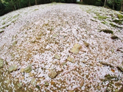散った桜
