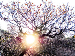 太宰府の梅2017　その５