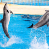 マリンワールドイルカのジャンプ２
