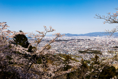 福岡市街と桜