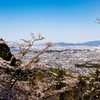 福岡市街と桜