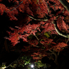 大興善寺の紅葉２０１９　その３