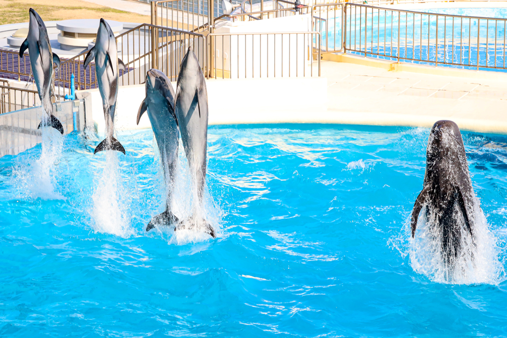 マリンワールドイルカのジャンプ５