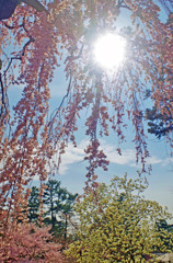 氷室神社の桜