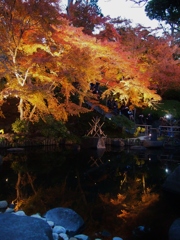 鎌倉長谷寺の紅葉ライトアップ２