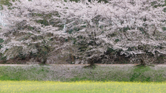 太宰府の桜2024その2