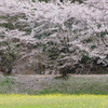 太宰府の桜2024その2
