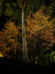 大興禅寺２０１８その６