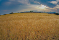 麦畑の地平線