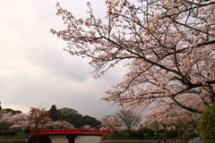 甘木公園の桜