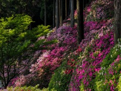 大興禅寺の春2018　３