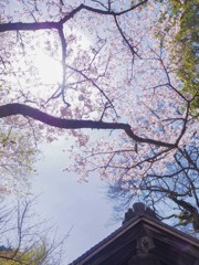 黒門と桜