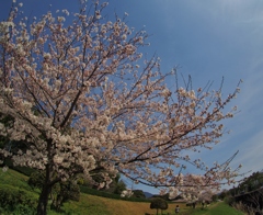 太宰府政庁跡の桜　８