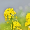 宝満川の菜の花　３