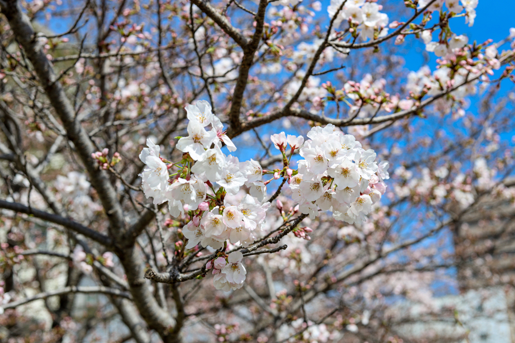 糸島の桜２