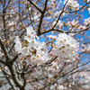 糸島の桜２