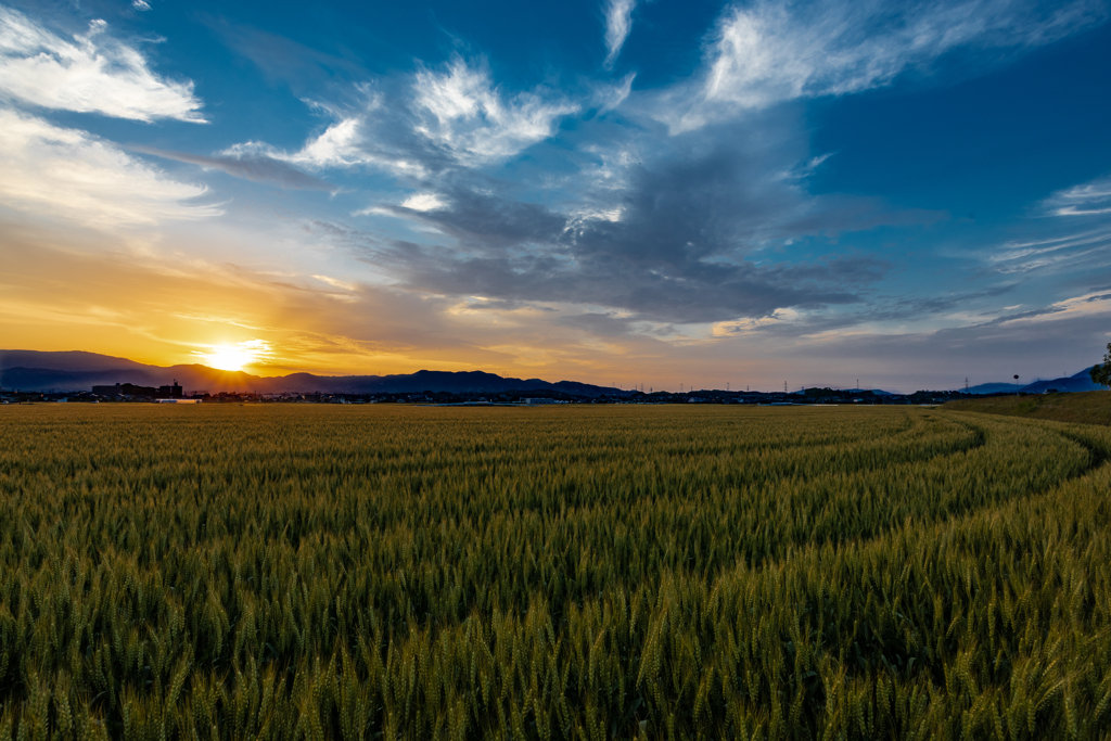麦畑の夕暮れ　その２