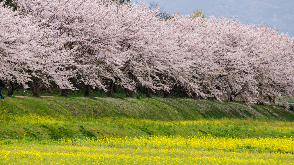 太宰府の桜2024その4