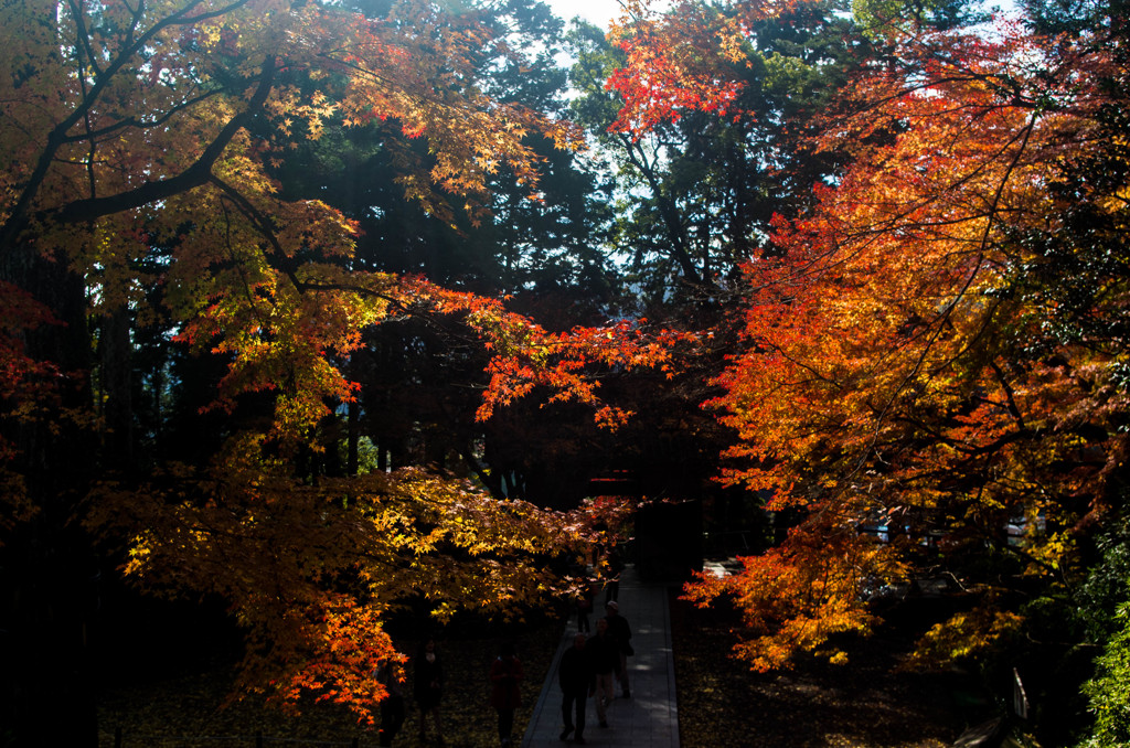 参道の紅葉