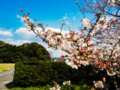 太宰府政庁跡の桜２