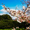 太宰府政庁跡の桜２