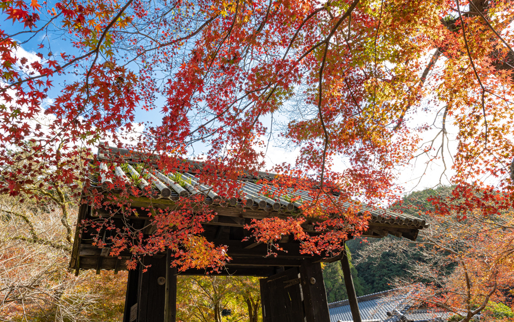 福岡秋月の紅葉２０２０　その６