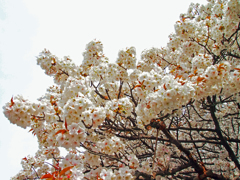 仁和寺の桜３
