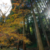 秋月の紅葉２０１９その４