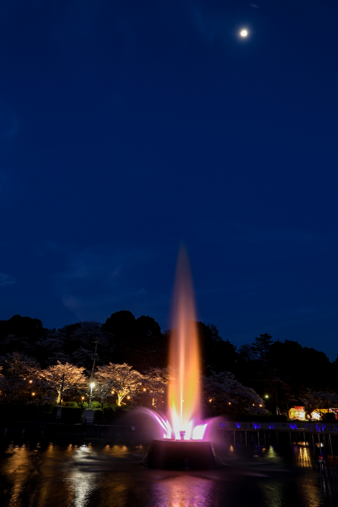 甘木公園の桜２０２０　その７