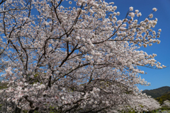大宰府政庁跡の桜満開２０２０　その２