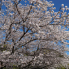 大宰府政庁跡の桜満開２０２０　その２