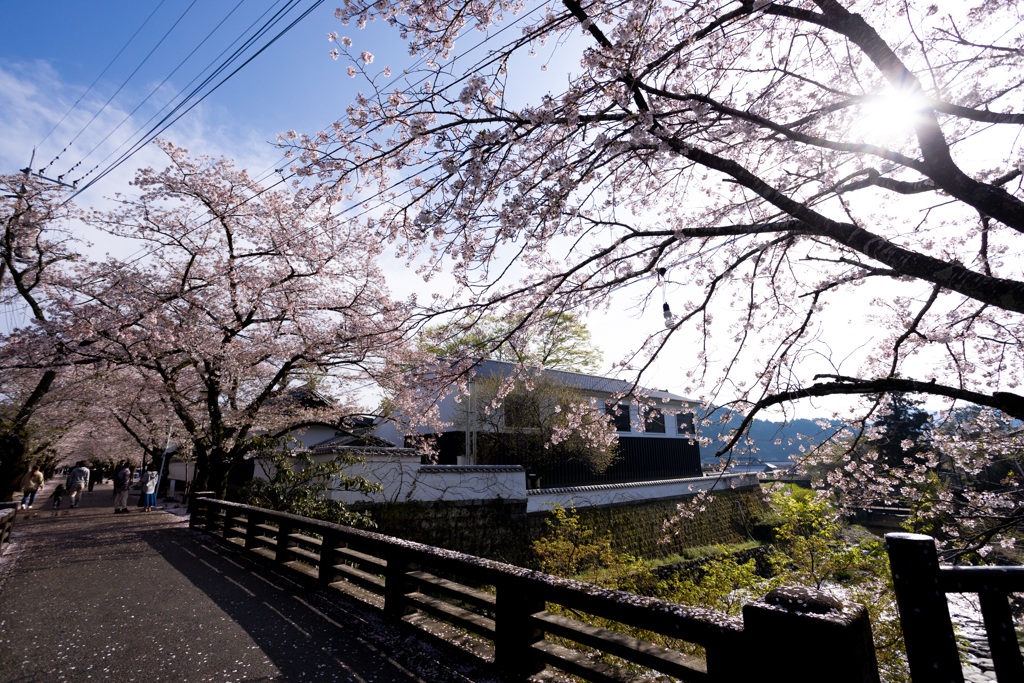秋月の桜
