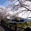 秋月の桜
