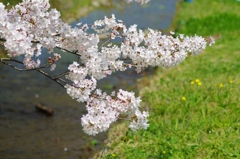 太宰府政庁跡の桜　２