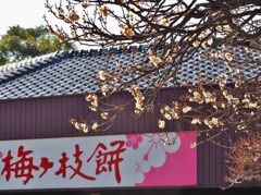 太宰府天満宮の梅　２