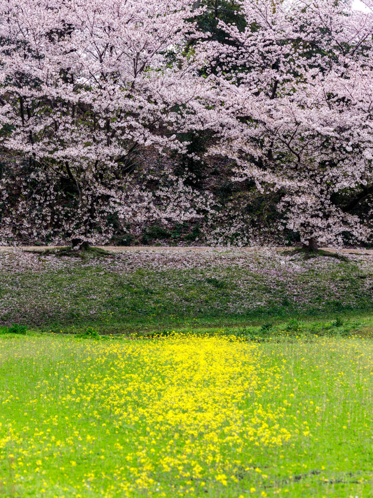 太宰府の桜2024その3
